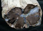 Large Blue Forest Petrified Wood Limb Section #7993-2